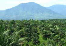 Ormas Garbeta Desak Penegakan Hukum terhadap PT SIL atas Perambahan Hutan